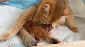 Собака, петух и все кошки пришли утешить маму-кошку (2025 год) (uu)