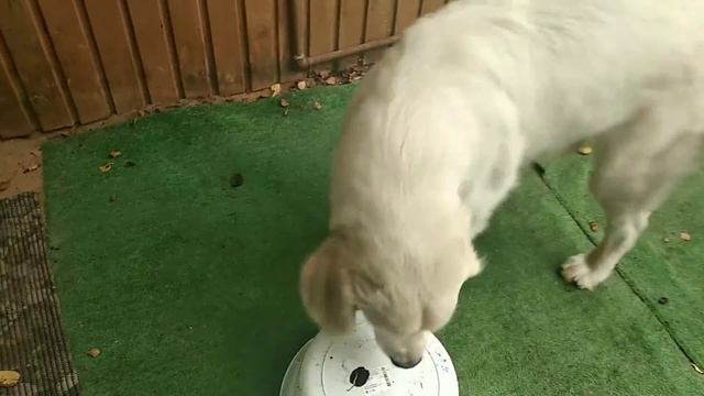 Тазик 2 смотреть онлайн