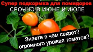 СЕКРЕТ БОЛЬШОГО УРОЖАЯ ТОМАТОВ в июне-июле! Самая ЛУЧШАЯ подкормка для помидор