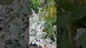 Роза