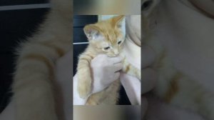 клип самый лучший кот это персик!