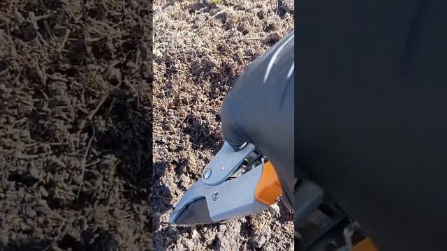 Как правильно обрезать розы после зимы? смотреть онлайн