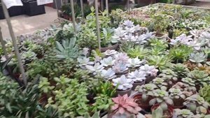 Садовый центр г. Краснодар ул Атарбекова