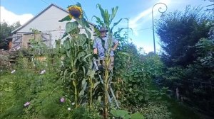 Подсолнух близок к французскому рекорду в электрокультуре 21 сентября 2024г. (Результаты внедрения)