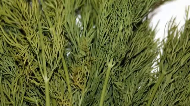 Польза укропа смотреть онлайн