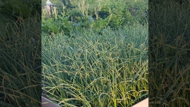 Сад 10.06.2025 смотреть онлайн