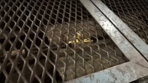 Испытания опытного образца Софт-шакла, 8 мм, на поврежд