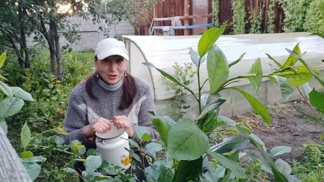 Вкусный ужин наскоро. // "Кусачий" крыжовник. // Прекрасн смотреть онлайн