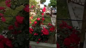 Роза вьющаяся (пионовая)