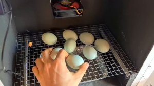 Я РОДИЛСЯ В СТАКАНЕ!