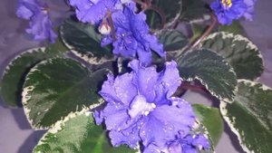 Фиалка РС-КОРОЛЕВА НОЧИ