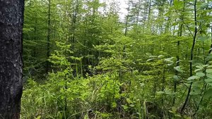 пять куриц в лесу 12 июня 2025