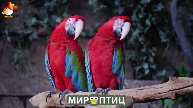 Мир птиц – красота и грация пернатых созданий Природы 🦩🦚🦜 Выпуск (204) 🦉🐦🐤