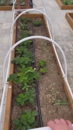 Защита от птиц на грядках