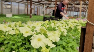 Море цветов на Урале | Живём среди цветов | Живые эмоции после исполнения песни АЛЁНА