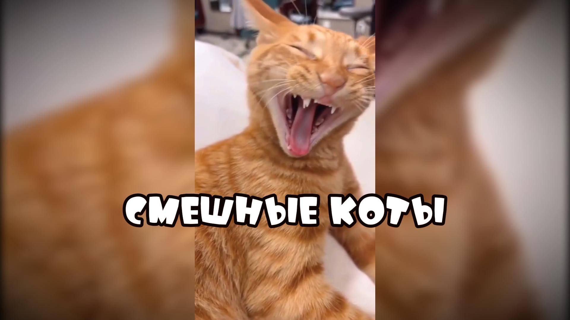 Почему у кота девять жизней #смешныекоты