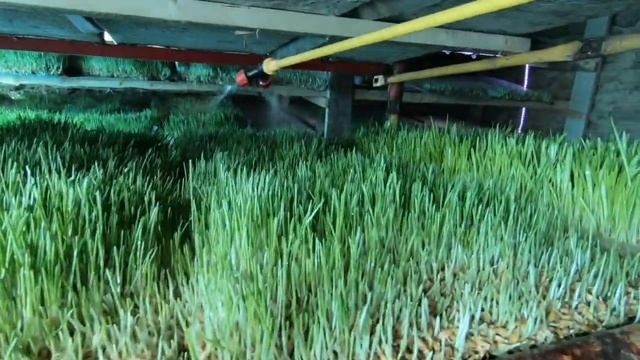 Арстанбапта биринчи жолу Гидропоника, Впервые в  Арсл? смотреть онлайн