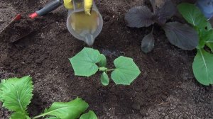ПЕРВАЯ ПОДКОРМКА ОГУРЦОВ ПОСЛЕ ВЫСАДКИ В ГРУНТ