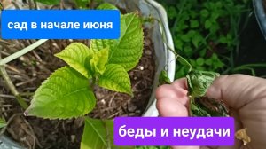 Сад в начале июня
Беды и неудачи