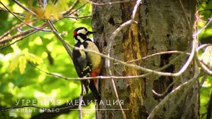 Утренняя медитация 1 час - Создание идеального дня, Мед