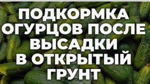 ПОДКОРМКА ОГУРЦОВ после высадки в грунт. ОГУРЦЫ БУДУТ КРЕПКИЕ