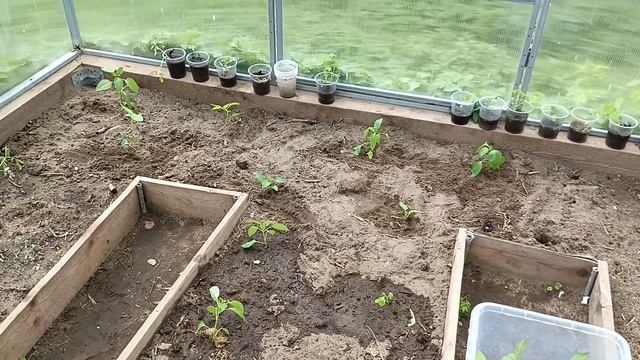 08.05.2025 закончила основные посадки в теплице. смотреть онлайн