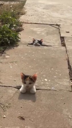 Вот где котейки растут 😍🐈😉🥰