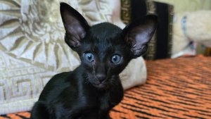 Ориентальные котята. Осталось трое. Ростов-на-Дону.  89614390879. Военвед Купить. Продаются.