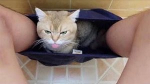 Приколы с котами! Смешные коты - Самые смешные животные С ОЗВУЧКОЙ! Ржака!!