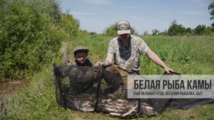 Белая рыба Камы, Лещ, Густера