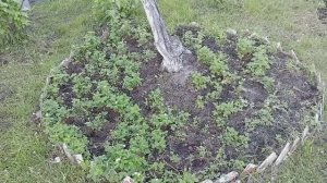 КРУГЛАЯ ГРЯДКА ПОД ДЕРЕВЬЯМИ ☝☝☝ ОТВАЁВЫВАЕМ ТЕРРИТОРИЮ У СОРНЯКОВ ☝☝☝