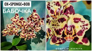 Phal. OX Sponge Bob (peloric - 2 eyes) | Домашнее цветение азиатской орхидеи бабочки Спанч Боб.Обзор