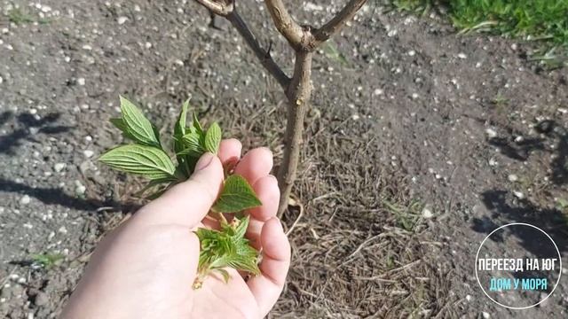 Посадка, деление и формировка метельчатой гортензии.