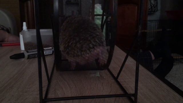 Ежик Коржик на пробежке смотреть онлайн