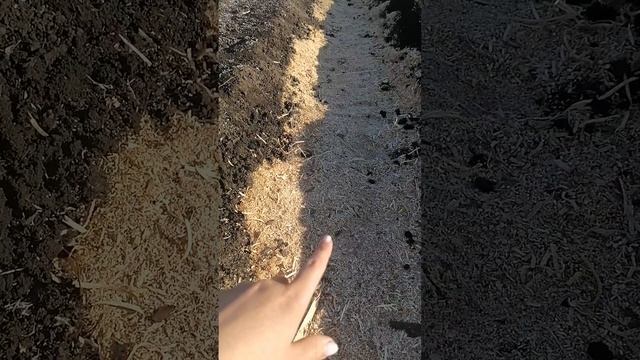 как готовлю бугры для клубники на подтопляемом участк смотреть онлайн