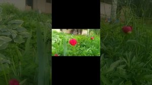 Первые яркие краски лета)