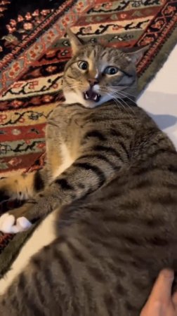 😼 КОШАЧЬЕ БЕЗУМИЕ 🔥 УДИВИТЕЛЬНО СМЕШНЫЕ КОТЫ😂 Подборка Забавных КОТОВ! 2025 🤪 #cat #юмор #shorts