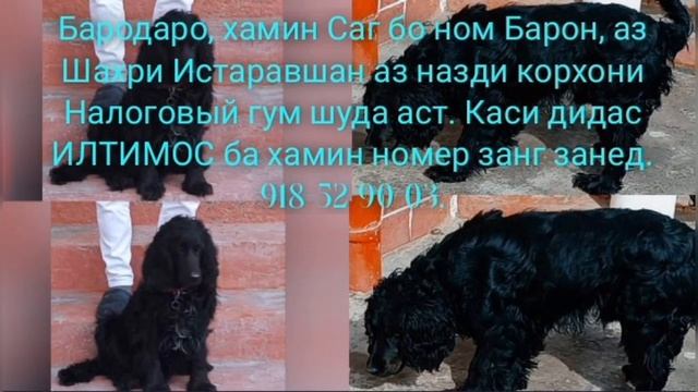 Бародаро хамин Саг бо ном Барон аз Шахри Истаравшан а