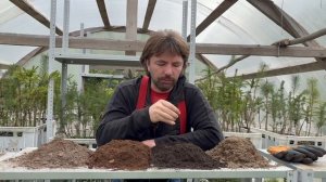 Грунты для хвойных растений