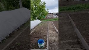 20250531_у курей