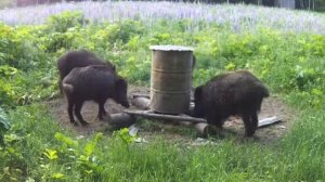 Раннее утро!