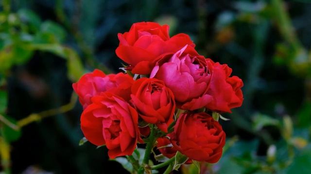 Чарующие красивые розы. смотреть онлайн