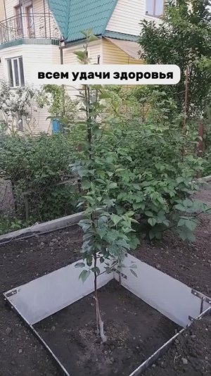 Как сохранить плодовое дерево от заморозков? Обустройство приствольного круга груши