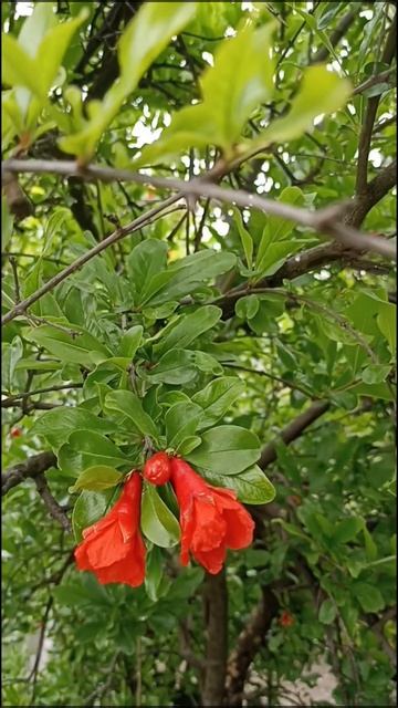 Цветение граната в Рустави (Грузия)