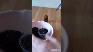 Сансевиерия Голд баннер