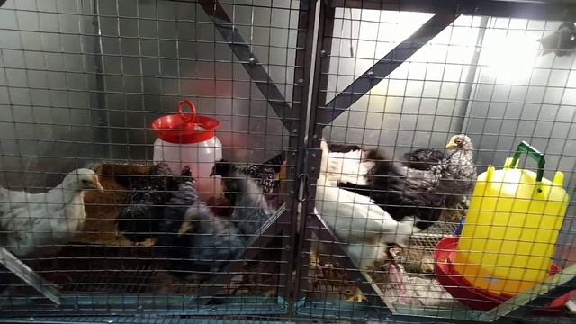 Реакция куриц на виноград, сыр, колбасу))) смотреть онлайн