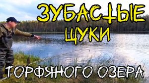 Как легко поймать щуку. Зубастые щуки торфяного озера.