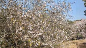 Мигдаль хаЭмек последний день зимы.