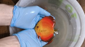 Подарок на День России в Донецк