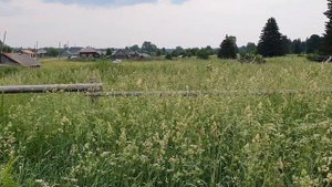 Работа по прополке картофеля не лёгкая.